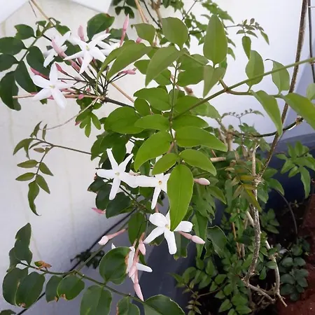 Penthouse Peaks - Casa Sao Joao -4 Star Tourist *