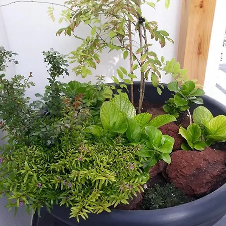 아파트 Penthouse Peaks - Casa Sao Joao -4 Star Tourist *